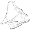Pygofer, lateral view on Shamala (Shamala) mikra Dworakowska, 1980: Pygofer, lateral view. (Observation).