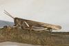 FieldOccurrence 111; e89c97e9-73ff-4beb-94cb-fc9198e790c5; Tanzania
southern slopes Kilimanjaro, 2013/11/??: male. (FieldOccurrence).