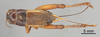 Female, dorsal view (holotype of Gryllus alogus) Depicts CollectionObject 1522782; 54dc0d75-8b81-44b8-a9db-734131f9cf5f, a CollectionObject.