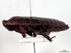 CollectionObject 1848718; 33d3ff74-ab70-458e-b9ba-ed2572ad8d6c: (CollectionObject).