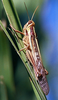 Nomadacris septemfasciata (Serville, 1838): female, solitary phase, on sugar cane (Madagascar). (Otu).