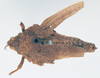 CollectionObject 1540639; 187a327a-60c2-4256-b060-c66c90d37161: female, dorsal view (holotype). (CollectionObject).