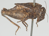 CollectionObject 1580739; 535a87fb-ffb3-451e-bc88-222919dc8463: female, lateral view. (CollectionObject).