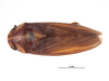 Habitus, dorsal view on Darma semota (DeLong & Freytag, 1969): (Observation).
