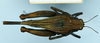 CollectionObject 1597059; e2072c4d-6508-4e63-9e8a-793887486d47: female (no type), dorsal view. (CollectionObject).