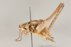 CollectionObject 1499311; 07fd111a-de91-4cf8-a6f1-19061cfd554f: Male, lateral view, left (holotype). (CollectionObject).