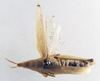 CollectionObject 1501017; bb9bee2c-f423-4a29-895c-62c4107d1df8: female, dorsal view (holotype). (CollectionObject).