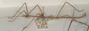 CollectionObject 1558102; 39d15f95-cee6-4278-ab2e-f1dfbc95d897: copyright OUMNH. male, lateral view (holotype). (CollectionObject).