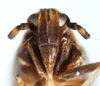 Head: !! display not done !! on Peregrinus maidis (Ashmead, 1890): (Observation).