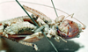CollectionObject 1566135; bb179cda-7bef-425c-bda6-52fb27ac316c: female, ventral view (syntype). (CollectionObject).