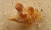 CollectionObject 1517139; 71177708-2973-4c8f-a4cf-9d6b023f8992: male cerci (holotype). (CollectionObject).