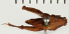 CollectionObject 1578295; NHRS NRM-ORTH 9349, 6d24a11f-18b7-4d58-a272-848666700f09: male, dorsal view (allotype). (CollectionObject).