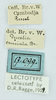 CollectionObject 1532416; 866c5a57-c9a2-454c-b2cc-5404c2515acf: labels (male syntype). (CollectionObject).