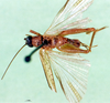 CollectionObject 1500907; 2a632aae-c94f-4bb7-9170-d8c6da1aecfb: female, dorsal view (holotype). (CollectionObject).