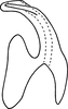 Aedeagus, lateral view on Erythridula martini (Hepner, 1976): Aedeagus (holotype of E. brundusoides Hepner), lateral view. (Observation).