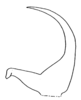 Daedalellus waehnerorum (Günther, 1940): Fig. 17. male left cercus, dorsal view. (Otu).