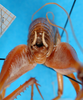 CollectionObject 1500212; 296b077e-de88-44dd-9f9c-02b3e9345612: male, abdomen tip (syntype). (CollectionObject).