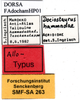 CollectionObject 1565651; 171eb416-728b-41f3-8dc6-378b2fd4db8a: labels (allotype). (CollectionObject).