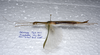CollectionObject 1576310; 337f3538-6dff-4ea9-9955-be42d7bfc765: copyright SPM, Kinabalu. female, lateral view (holotype). (CollectionObject).