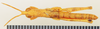 CollectionObject 1518367; d49fed5b-ea39-4bb9-8f40-a488dcb3779f: male, dorsal view (holotype). (CollectionObject).