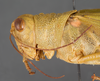 CollectionObject 1523925; 8822f8d4-b242-4902-9cce-eb1b268b6cec: female, head and pronotum, lateral view (holotype). (CollectionObject).
