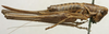 CollectionObject 1535945; b2a1736c-bd4a-41eb-9b8f-8ab8ca51da67: female, lateral view (paralectotype). (CollectionObject).
