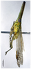 Habitus, lateral view on Doryphorina guizhouensis Zheng, Yang & Chen, 2014: (Observation).