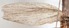 CollectionObject 1559830; NMW 233, 55a72bb1-ca7b-4d5d-a980-465311a8a6ab: copyright, NMW Vienna. female forewing (lectotype). (CollectionObject).