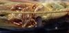 male pronotum and stridulatory apparatus (allotype). Depicts Arethaea brevicauda (Scudder, 1900), an Otu.