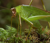 Mimoscudderia picta Carl, 1914: male. (Otu).