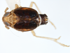 Habitus, dorsal view on Delphacodes caerulatus Beamer, 1947: (Observation).
