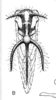 Habitus, dorsal view: !! display not done !! on Cyphonia trifida (Fabricius, 1787): (Observation).