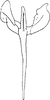 Aedeagus, ventral view: Aedeagus, ventral view. (Observation).