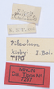 CollectionObject 1582534; f5584159-5255-43b4-bb6d-615d591a9643: labels (syntype). (CollectionObject).
