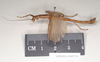 CollectionObject 1561303; 130d3935-aafd-422d-aeac-115fde2bd7a7: copyright Natural History Museum, London. female, lateral view of Perlamorphus peleus (holotype). (CollectionObject).
