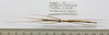 CollectionObject 1563718; f8e960e0-f77e-48ac-b14c-d3eaa9ad7cf7: copyright FRIM. female (paratype). (CollectionObject).