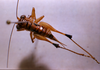 CollectionObject 1516539; NNM 3225106, ec39213b-cad1-431e-9fe9-441beca404af: female, dorsal view. (CollectionObject).