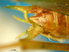 CollectionObject 1521378; 81f81e06-dd89-4e88-9321-14fe85fe7fda: male abdominal apex (holotype). (CollectionObject).