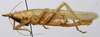 CollectionObject 1535042; eba9ef2d-80d0-4c3f-ba1a-b6582fdc43ad: female habitus, lateral view (lectotype). (CollectionObject).