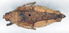 CollectionObject 1578584; 7803bd0f-608b-4291-b399-d35a09bd5d8a: female, dorsal view (paratype of Chrotogonus brevis). (CollectionObject).