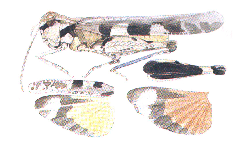 habitus and wings. Depicts Mestobregma plattei (Thomas, 1873), an Otu.