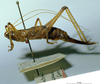CollectionObject 1541593; d94bd1d0-a3ea-4372-80fc-63b33b363eda, MNHN3225812: female habitus lateral view (allotype). (CollectionObject).