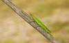 CollectionObject 2062052; 132ea02d-cc9f-4b8b-b2a0-84dab85d2c50: Female. (CollectionObject).