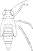 Nymph: (Observation).