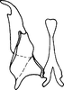 Stylus: !! display not done !! on Chlorotettix (Chlorotettix) fulvicus Cheng, 1980: Stylus. (Observation).