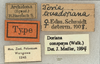 Other: !! display not done !! on Doriana ecuadoriana (Schmidt, 1904) now Doriana conspersa (Walker, 1858): (Observation).