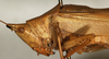 CollectionObject 1594982; df8a6237-19ff-4c98-846d-42d2ca386eb8: male head and pronotum, lateral view (syntype of Conocephalus nigropunctatus). (CollectionObject).