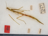 CollectionObject 1558999; 02de1d93-33bd-45d2-abd0-1240ed2f5f95: copyright USNM, Washington. female Bacunculus dubius (holotype). (CollectionObject).