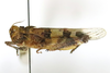 CollectionObject 1591772; 7e4f1909-2478-41f3-a450-55d45f734b56: male, lateral view (paratype). (CollectionObject).