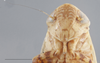 Head: !! display not done !! on Amplicephalus (Amplicephalus) osborni (Van Duzee, 1892): Head. (Observation).